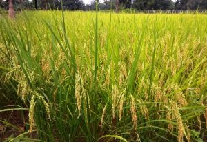 'Kyar' storm will leave impact on paddy crop