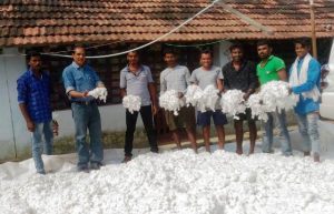 Cotton farming is being done in this area of Bastar