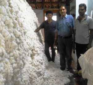 Cotton farming is being done in this area of Bastar