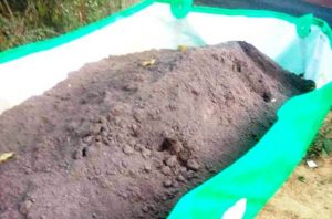 European earthworm remained organic Compost