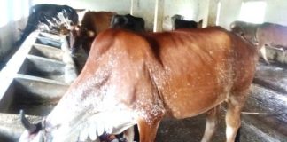 Cattle falling ill due to this disease during rainy days