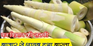 Forest department strictly prohibits cutting and selling of bamboo shoot