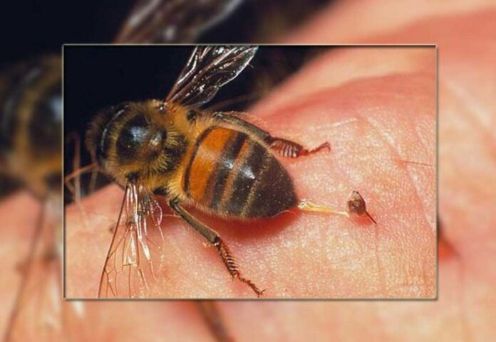 One villager dies due to bee attack in SBI