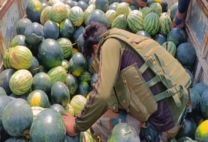 Smuggler arrested for carrying ganja by hiding under watermelon