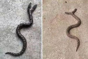 A rare species of snake with two faces shown here