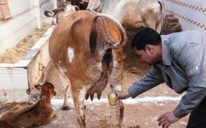 Now Chhattisgarh government will buy cow urine