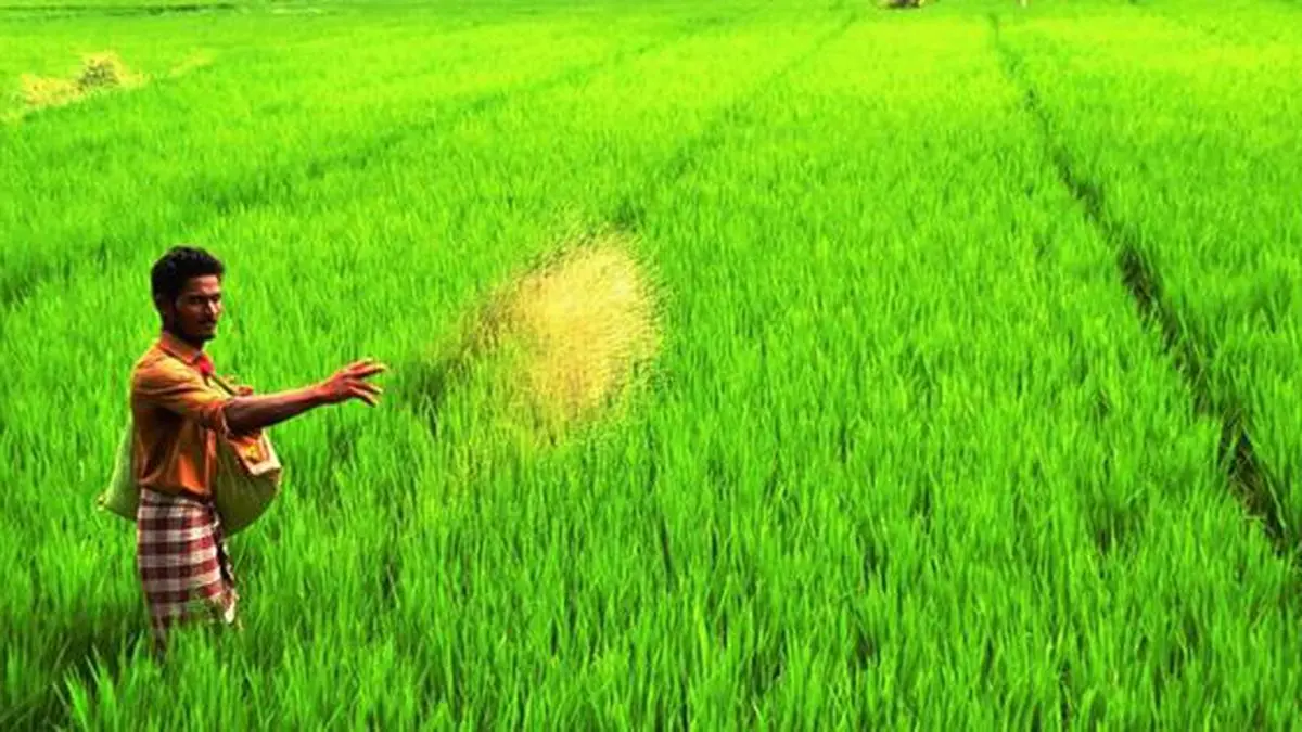 CG Farmers, Farmers News, CG Farmers News, Paddy Farmers, CG Paddy Farmers