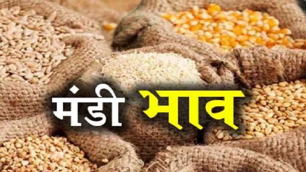 Mandi bhav Today, Today Mandi Bhav, Mandi Bhav 20 February 2024, Aaj ka Mandi Bhav